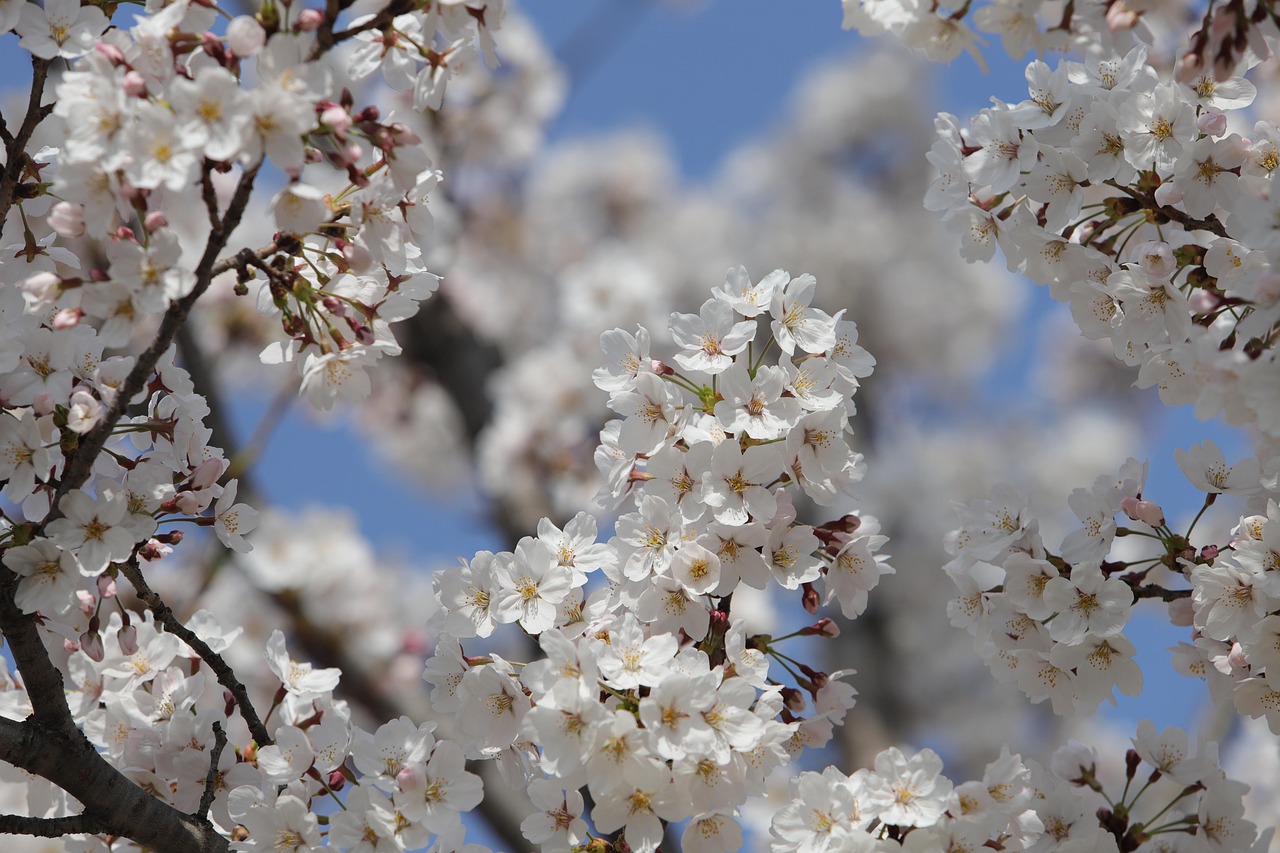 When to Hire Pros for Tree Removal Springfield VA